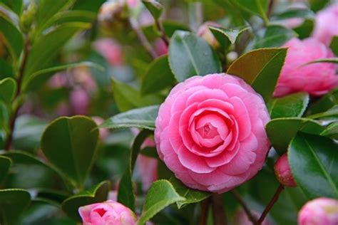 Harnessing the Power of the Spell Camellia in Love Spells